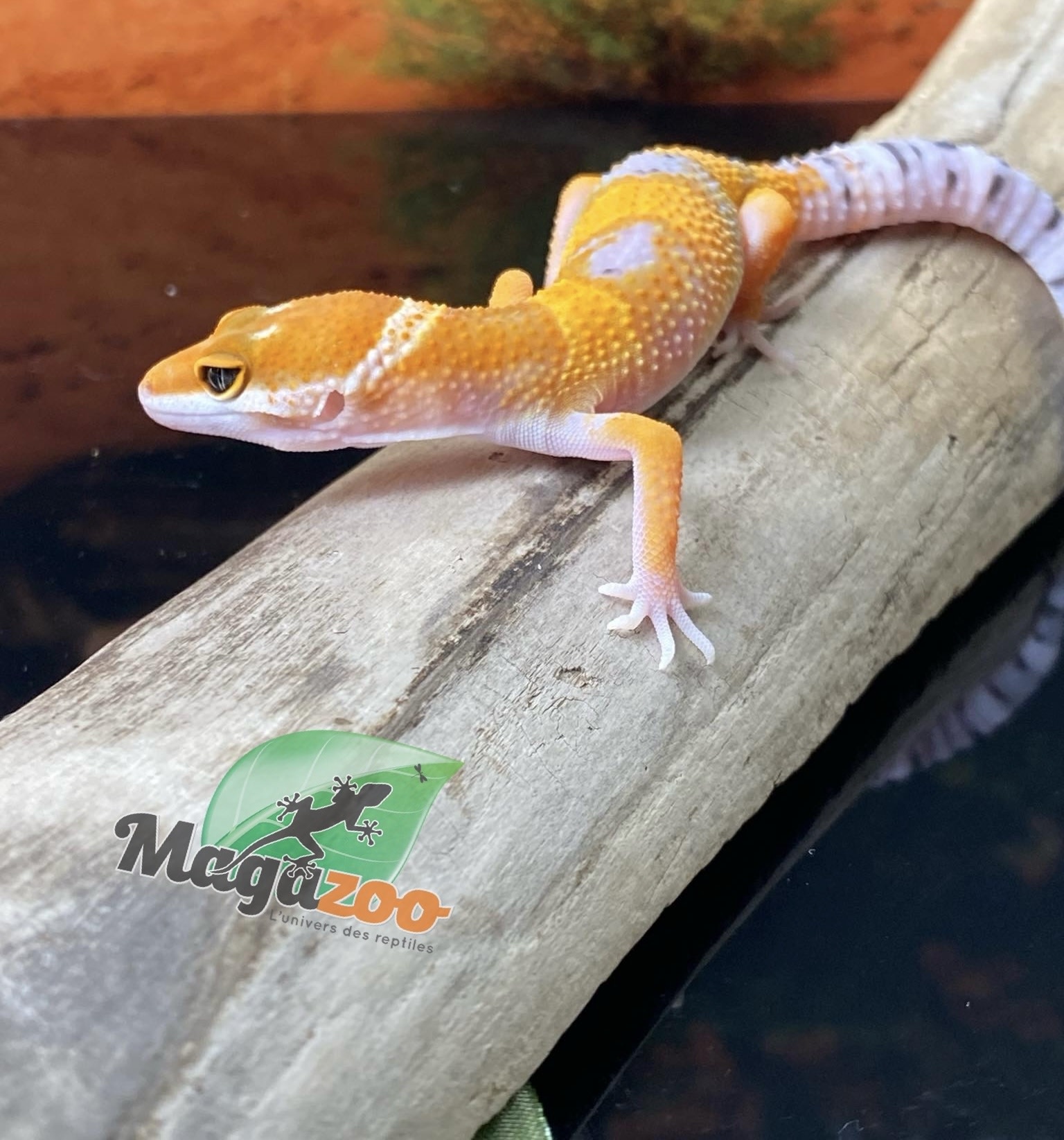 Magazoo Tangerine Tornado Leopard gecko 15/5/24 male #71 (SPECIAL ORDER)