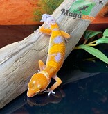 Magazoo Tangerine Tornado Leopard gecko 15/5/24 male #71 (SPECIAL ORDER)