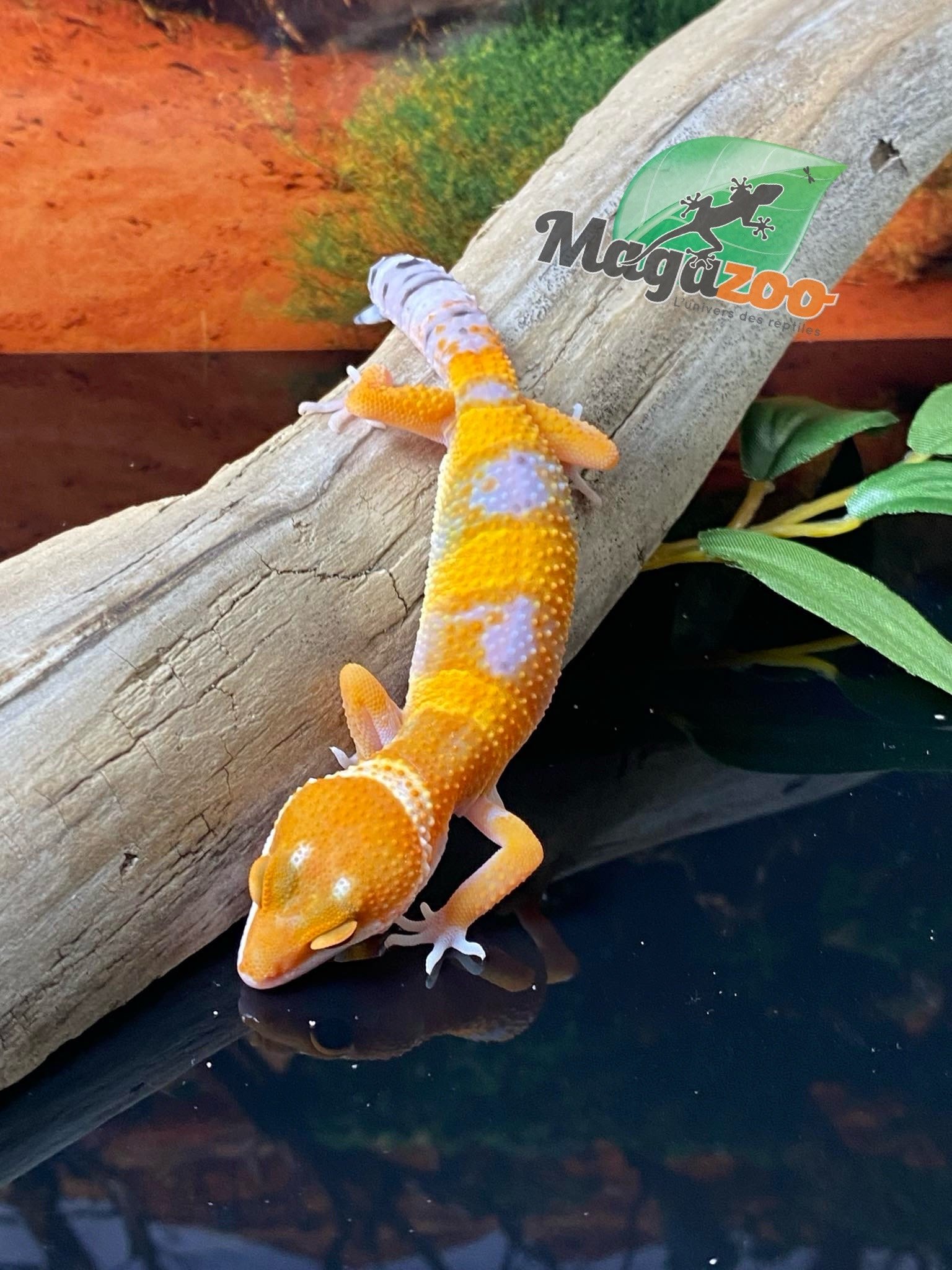 Magazoo Gecko léopard Tangerine Tornado 15/5/24 mâle #71 (EN COMMANDE SPÉCIAL)