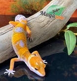 Magazoo Gecko léopard Tangerine Tornado 15/5/24 mâle #71 (EN COMMANDE SPÉCIAL)