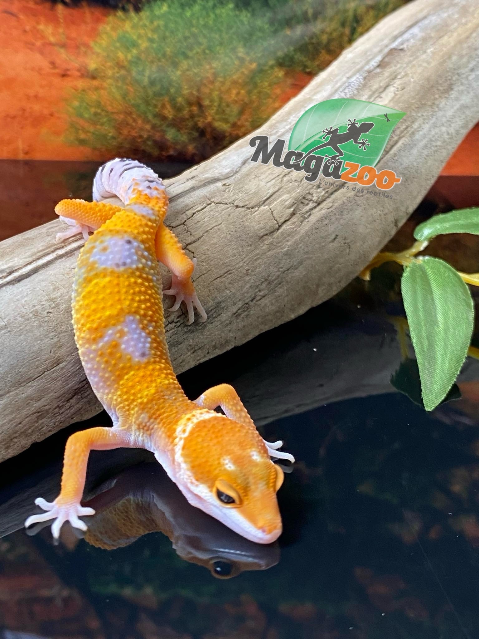 Magazoo Gecko léopard Tangerine Tornado 15/5/24 mâle #71 (EN COMMANDE SPÉCIAL)