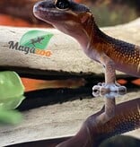 Magazoo Gecko léopard Mandarin Blacknight 09/06/24 femelle #124 (EN COMMANDE SPÉCIAL)