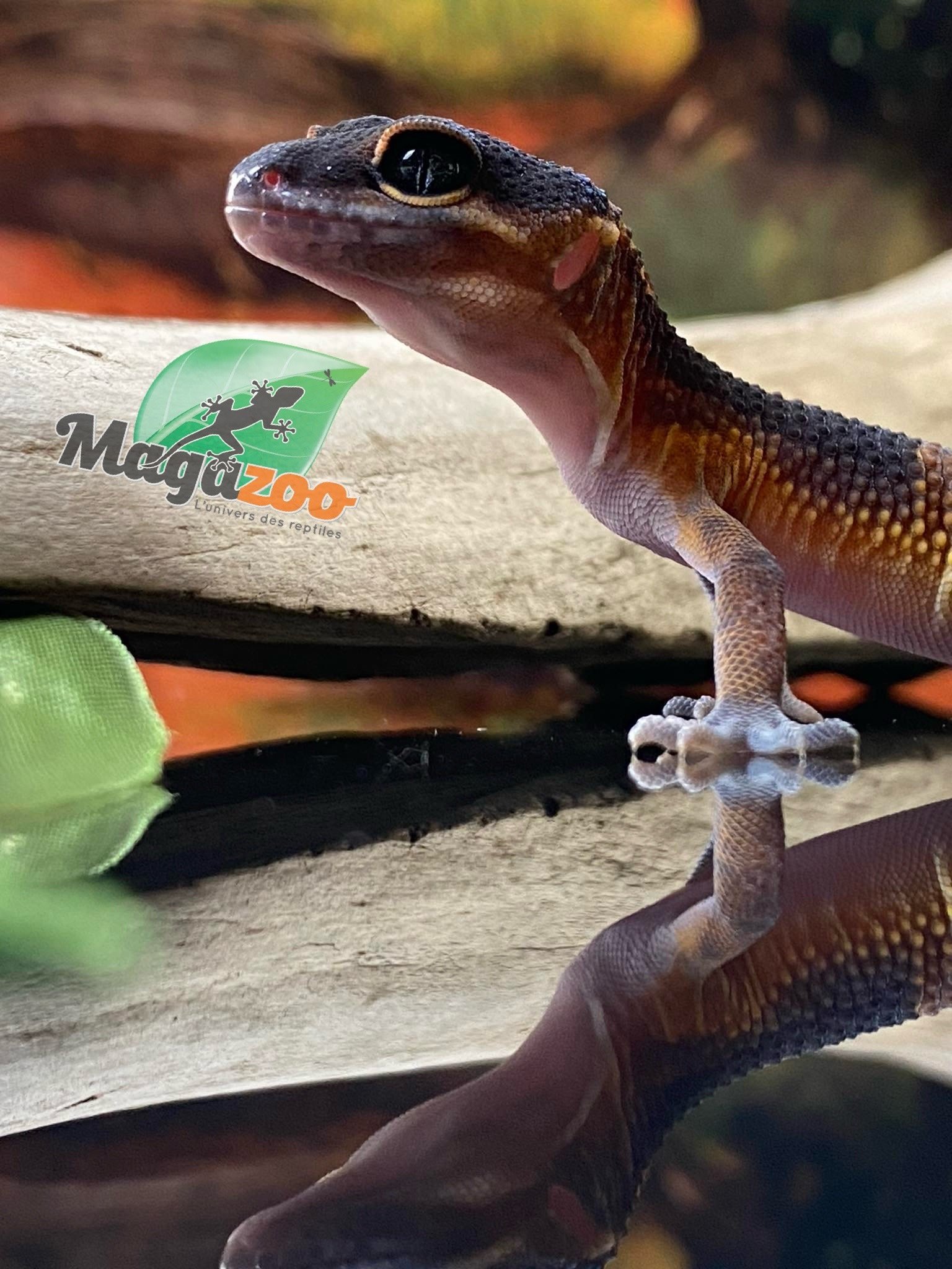 Magazoo Mandarin Blacknight Leopard gecko 06/09/24 female #124 (SPECIAL ORDER)