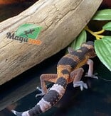 Magazoo Gecko léopard Mandarin Blacknight 09/06/24 femelle #124 (EN COMMANDE SPÉCIAL)