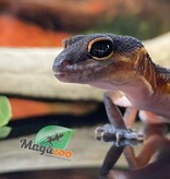 Magazoo Mandarin Blacknight Leopard gecko 06/09/24 female #124 (SPECIAL ORDER)