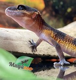 Magazoo Mandarin Blacknight Leopard gecko 06/09/24 female #124 (SPECIAL ORDER)