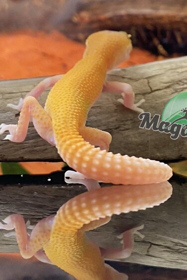 Magazoo Raptor Patternless Eclipse Leopard gecko 06/16/24 female #134 (SPECIAL ORDER)