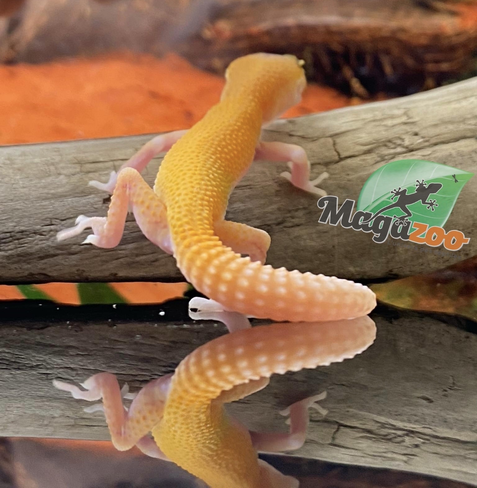 Magazoo Gecko léopard Raptor Patternless Eclipse 16/06/24 femelle #134 (EN COMMANDE SPÉCIAL)