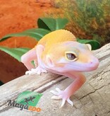 Magazoo Raptor Patternless Eclipse Leopard gecko 06/16/24 female #134 (SPECIAL ORDER)