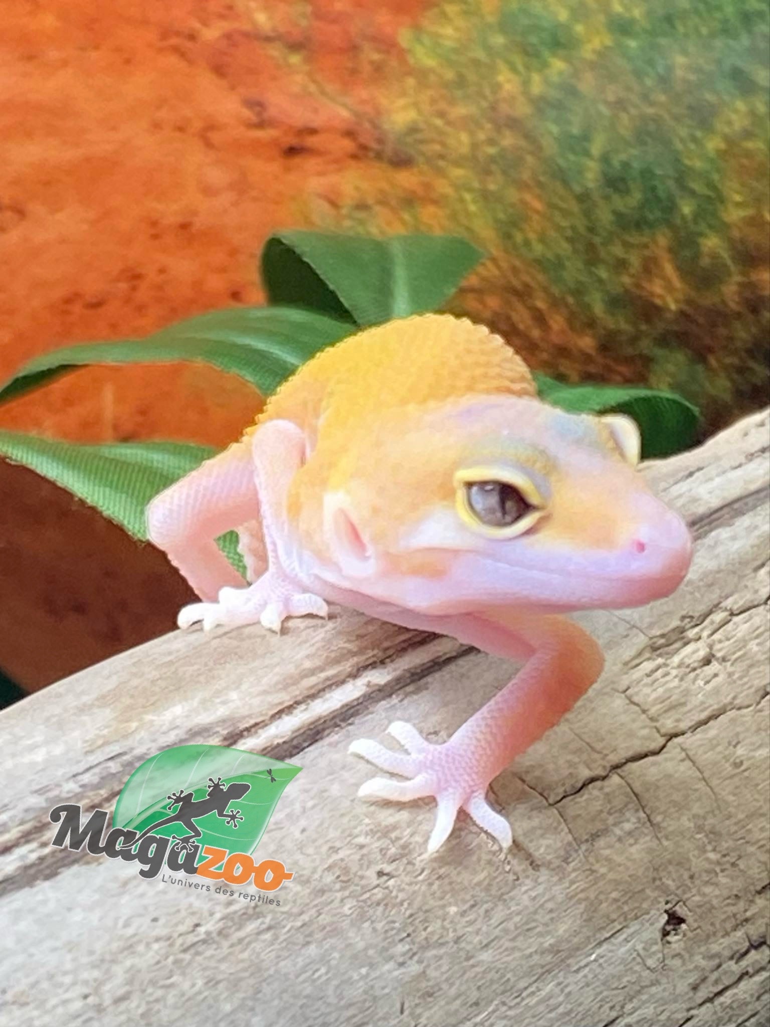 Magazoo Raptor Patternless Eclipse Leopard gecko 06/16/24 female #134 (SPECIAL ORDER)