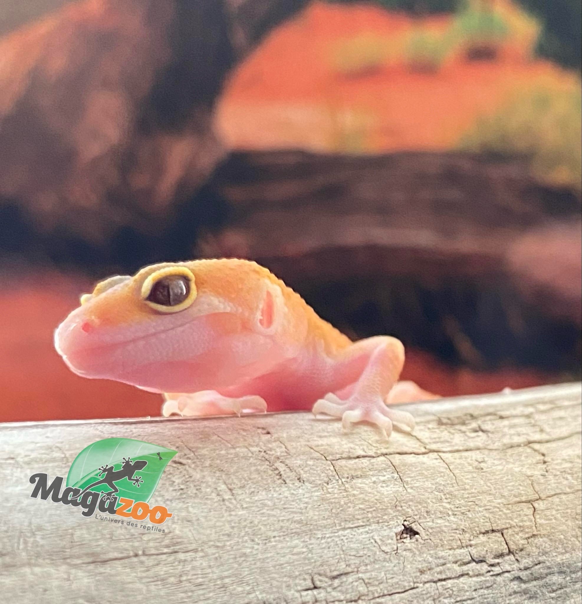 Magazoo Raptor Patternless Eclipse Leopard gecko 06/16/24 female #134 (SPECIAL ORDER)