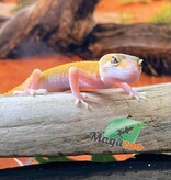 Magazoo Gecko léopard Raptor Patternless Eclipse 16/06/24 femelle #134 (EN COMMANDE SPÉCIAL)