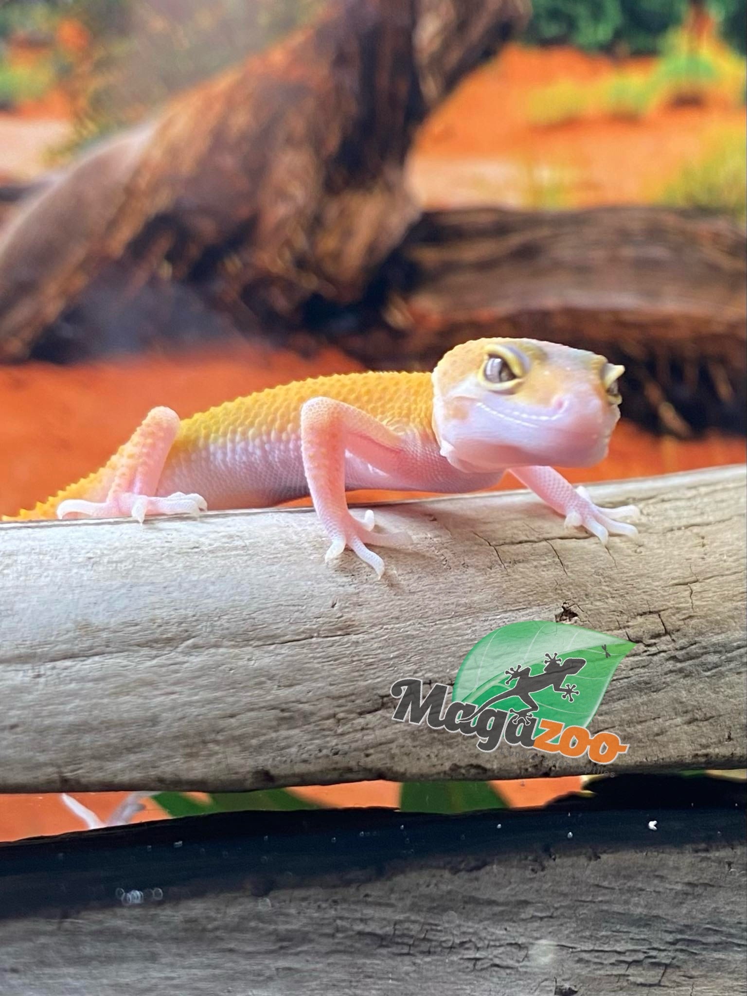 Magazoo Raptor Patternless Eclipse Leopard gecko 06/16/24 female #134 (SPECIAL ORDER)