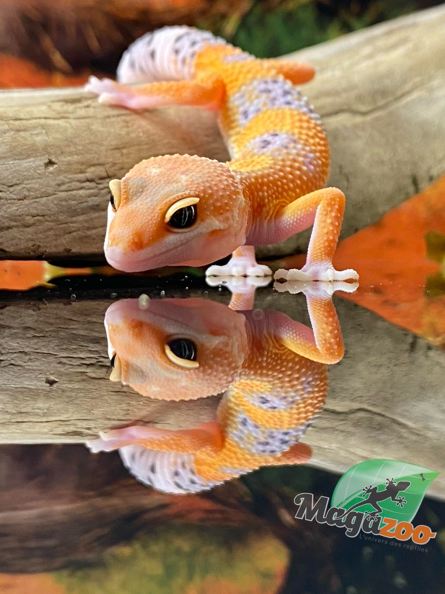 Magazoo Volcano Leopard gecko 05/18/24 male #81 (SPECIAL ORDER)