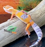 Magazoo Volcano Leopard gecko 05/18/24 male #81 (SPECIAL ORDER)