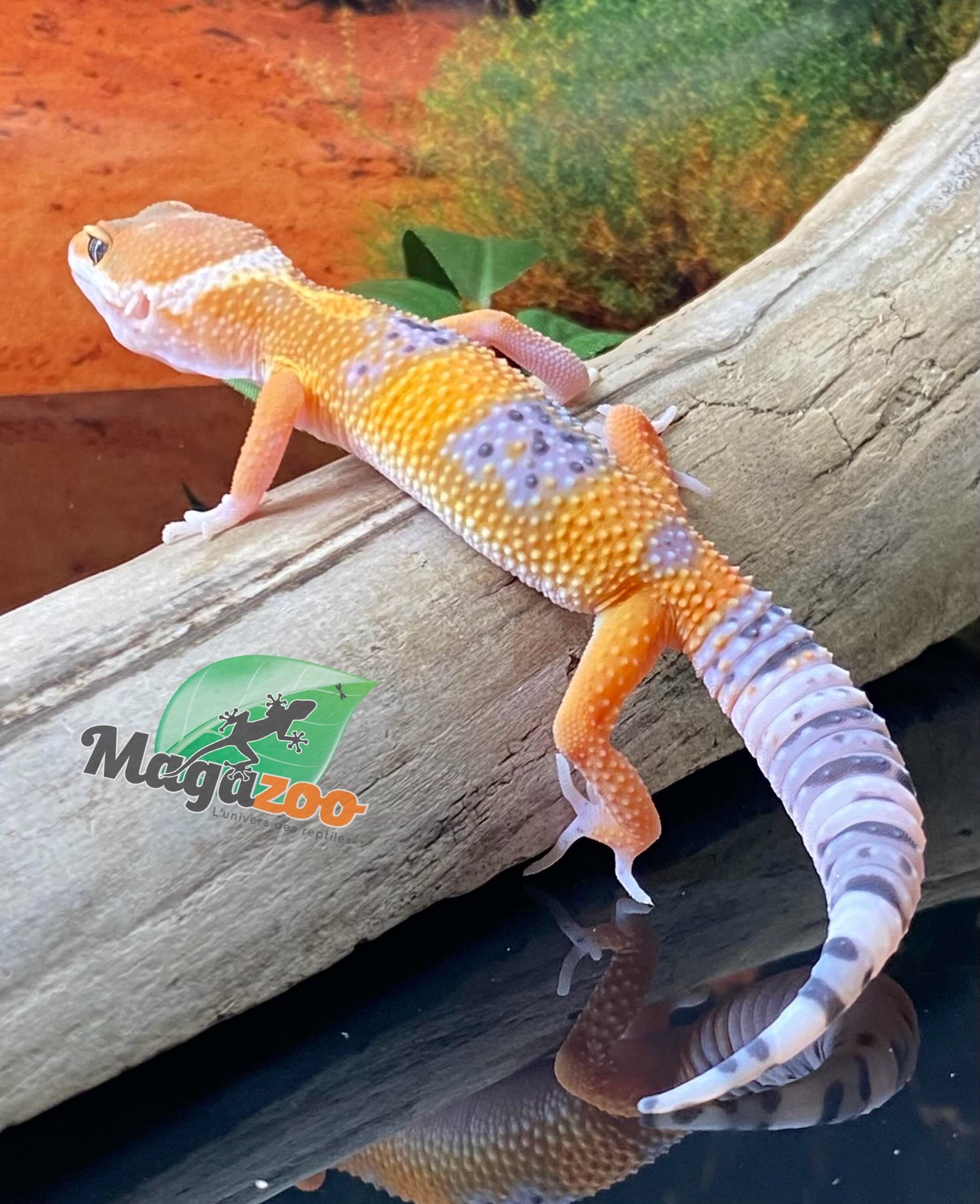 Magazoo Volcano Leopard gecko 05/18/24 male #81 (SPECIAL ORDER)