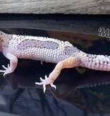 Magazoo Macksnow Bold Stripe Leopard gecko 05/13/24 male #67 (SPECIAL ORDER)