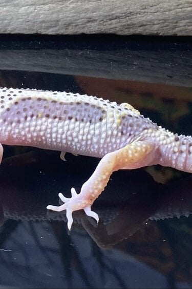 Magazoo Macksnow Bold Stripe Leopard gecko 05/13/24 male #67 (SPECIAL ORDER)