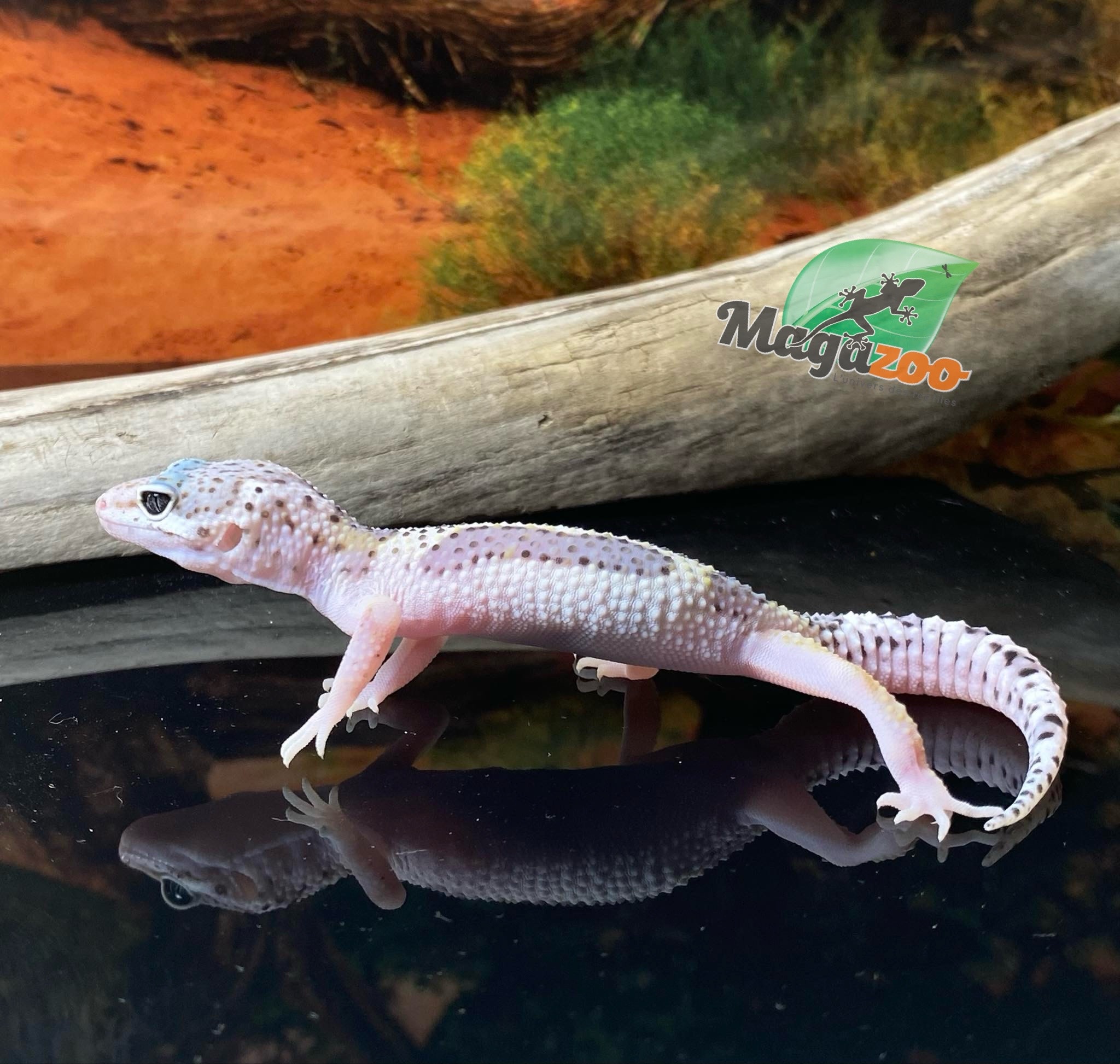 Magazoo Macksnow Bold Stripe Leopard gecko 05/13/24 male #67 (SPECIAL ORDER)