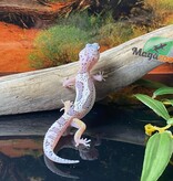 Magazoo Macksnow Bold Stripe Leopard gecko 05/13/24 male #67 (SPECIAL ORDER)