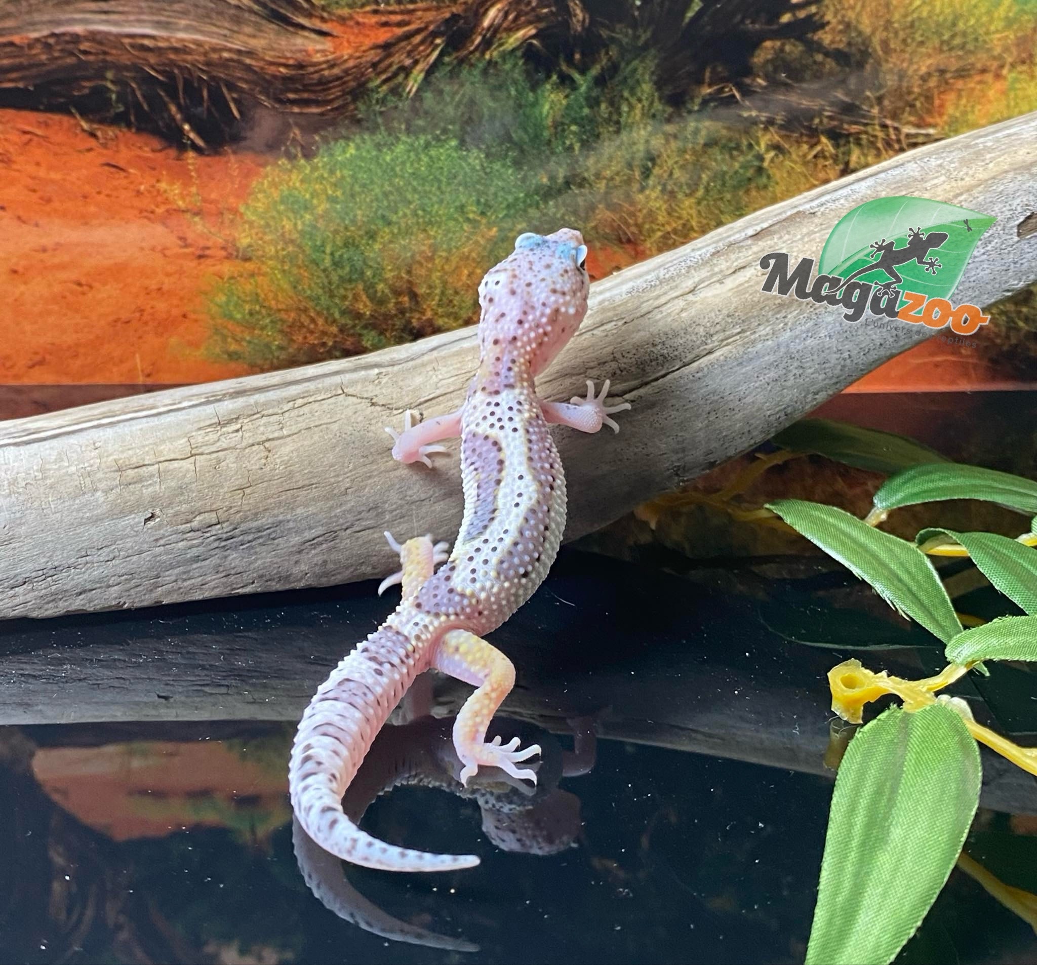 Magazoo Macksnow Bold Stripe Leopard gecko 05/13/24 male #67 (SPECIAL ORDER)