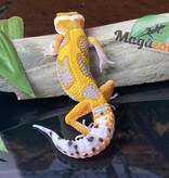 Magazoo Raining Tornado Leopard gecko 05/12/24 male #63 (SPECIAL ORDER)