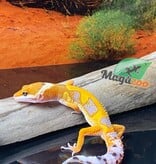 Magazoo Raining Tornado Leopard gecko 05/12/24 male #63 (SPECIAL ORDER)