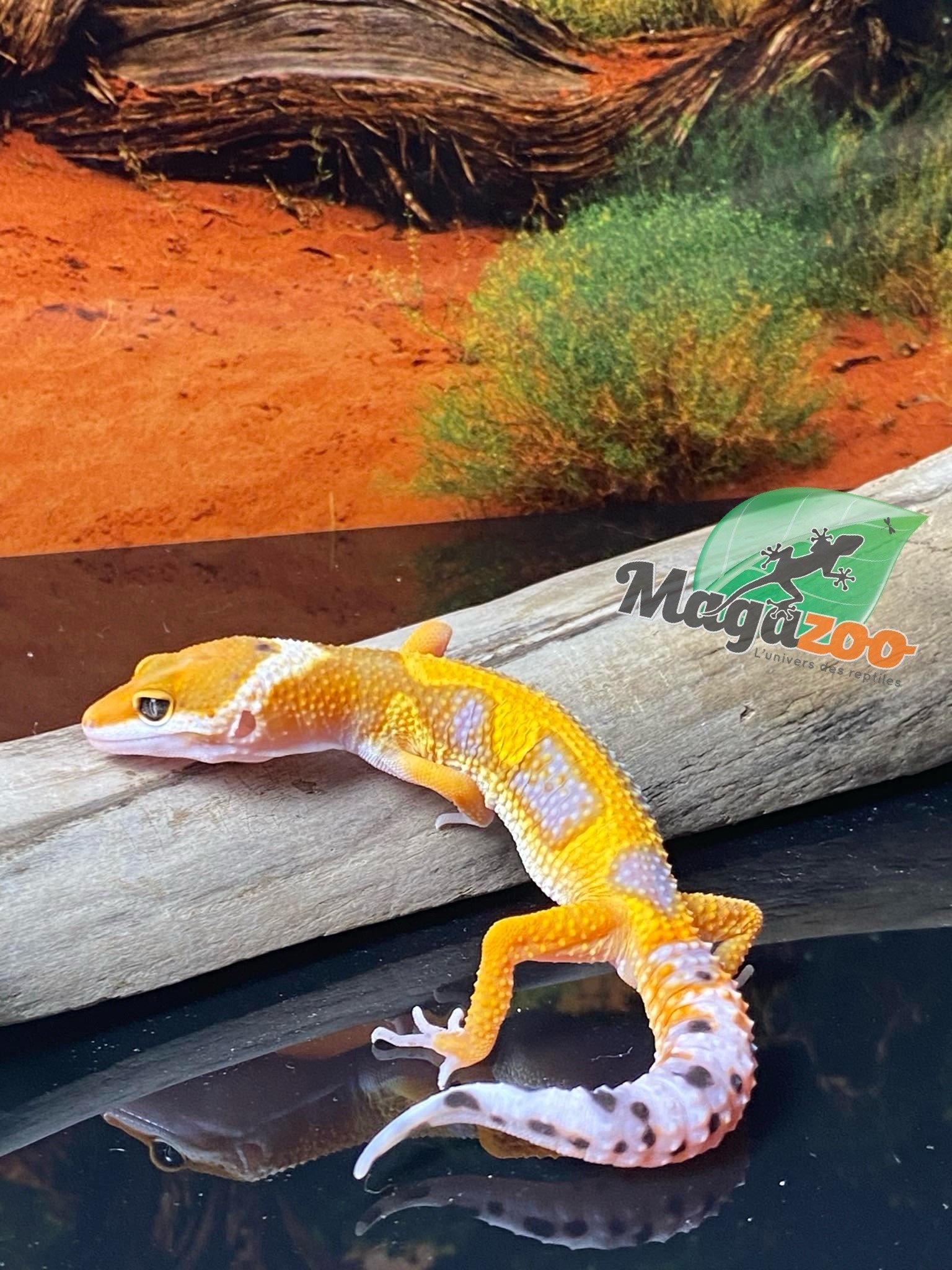 Magazoo Raining Tornado Leopard gecko 05/12/24 male #63 (SPECIAL ORDER)