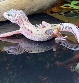 Magazoo Bold Lavender Super giant Leopard gecko 05/11/24 female #61 (SPECIAL ORDER)