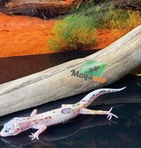 Magazoo Bold Lavender Super giant Leopard gecko 05/11/24 female #61 (SPECIAL ORDER)