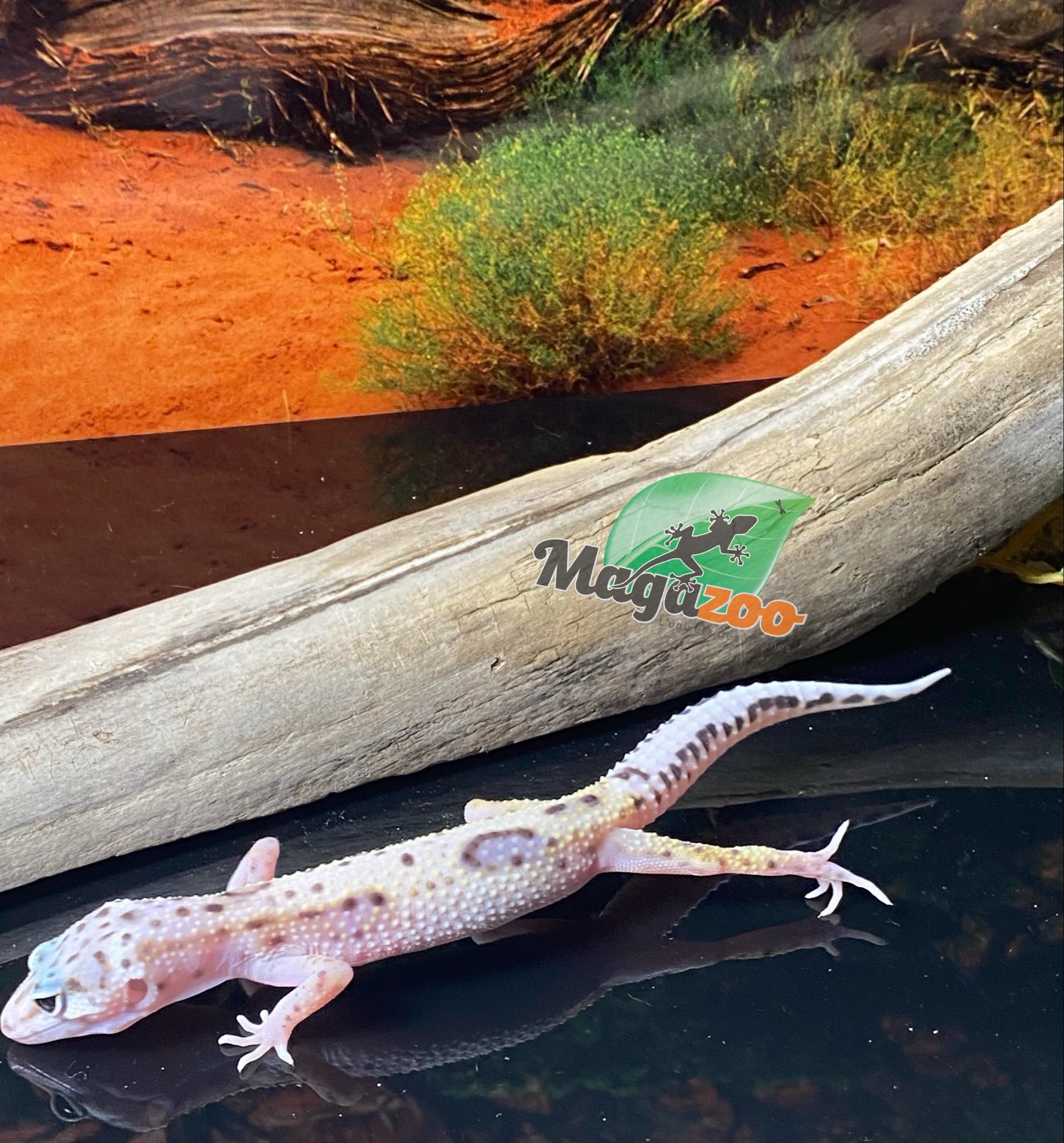 Magazoo Bold Lavender Super giant Leopard gecko 05/11/24 female #61 (SPECIAL ORDER)