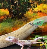 Magazoo Bold Lavender Super giant Leopard gecko 05/11/24 female #61 (SPECIAL ORDER)