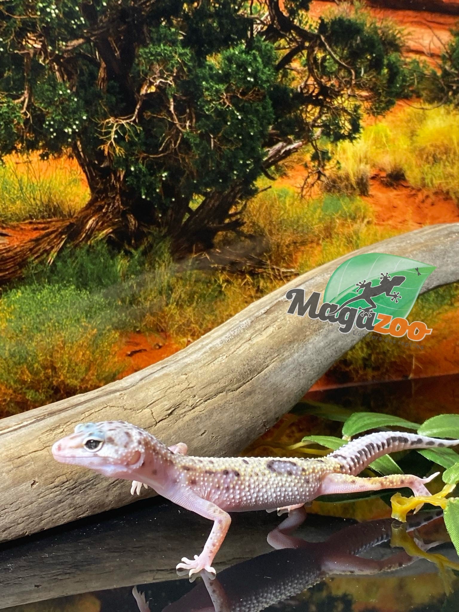 Magazoo Bold Lavender Super giant Leopard gecko 05/11/24 female #61 (SPECIAL ORDER)