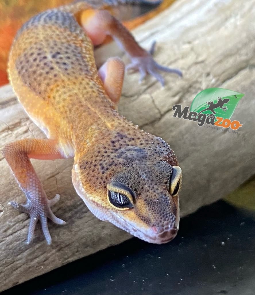 Magazoo Mandarin Blacknight Leopard gecko 05/04/24 female #41 (SPECIAL ORDER)