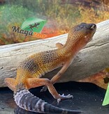 Magazoo Mandarin Blacknight Leopard gecko 05/04/24 female #41 (SPECIAL ORDER)