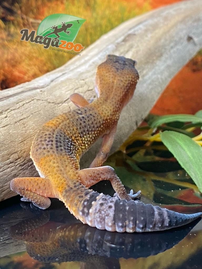 Magazoo Gecko léopard Mandarin Blacknight 04/05/24 femelle #41 (EN COMMANDE SPÉCIAL)