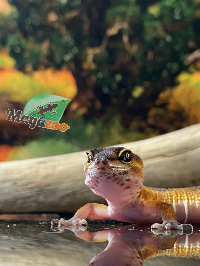 Magazoo Mandarin Blacknight Leopard gecko 05/04/24 female #41 (SPECIAL ORDER)