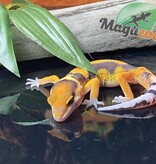 Magazoo Redstripe Rainwater Leopard gecko 06/28/24 male #158 (SPECIAL ORDER)