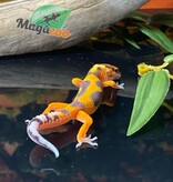 Magazoo Redstripe Rainwater Leopard gecko 06/28/24 male #158 (SPECIAL ORDER)