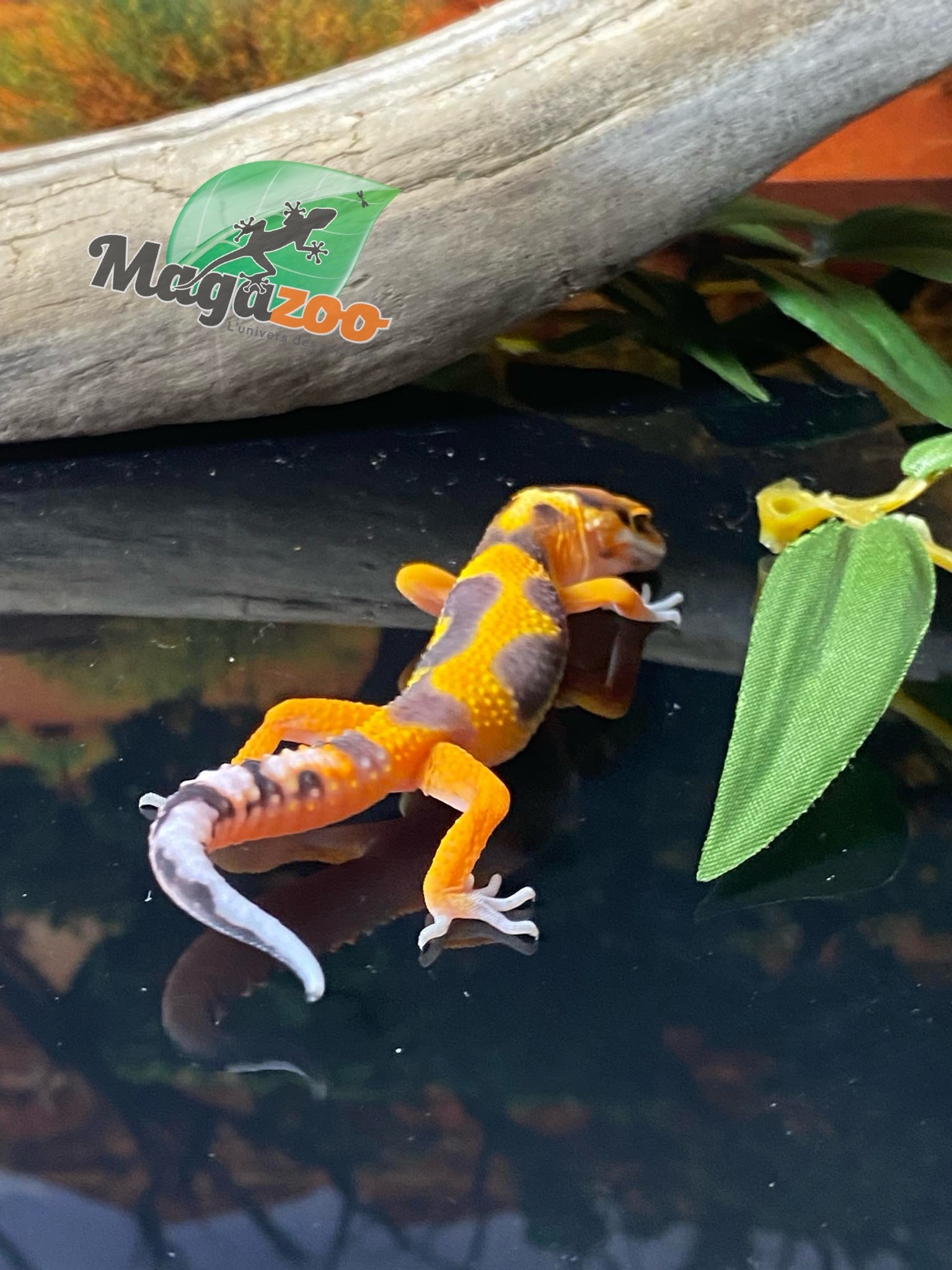 Magazoo Redstripe Rainwater Leopard gecko 06/28/24 male #158 (SPECIAL ORDER)