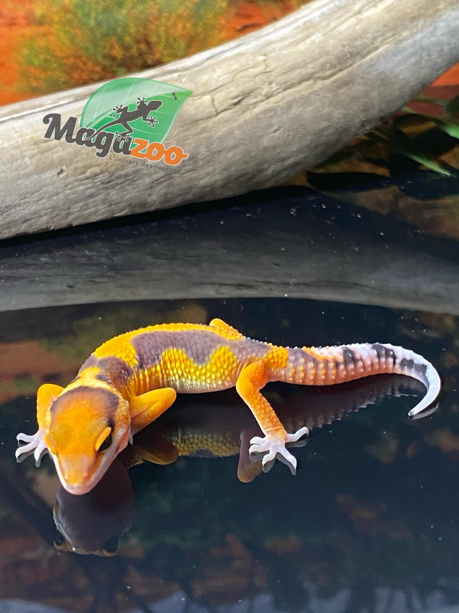 Magazoo Redstripe Rainwater Leopard gecko 06/28/24 male #158 (SPECIAL ORDER)