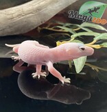 Magazoo Macksnow Diablo Blanco Leopard gecko 05/01/24 male #35 (SPECIAL ORDER)