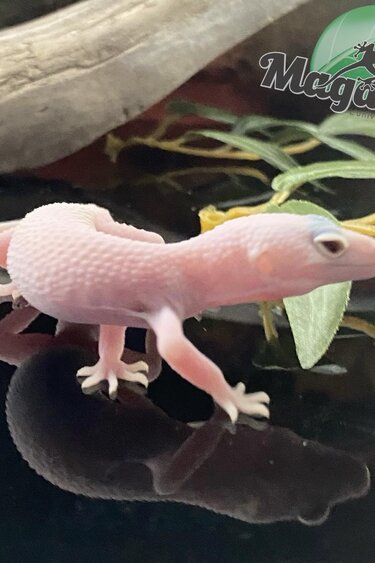 Magazoo Macksnow Diablo Blanco Leopard gecko 05/01/24 male #35 (SPECIAL ORDER)