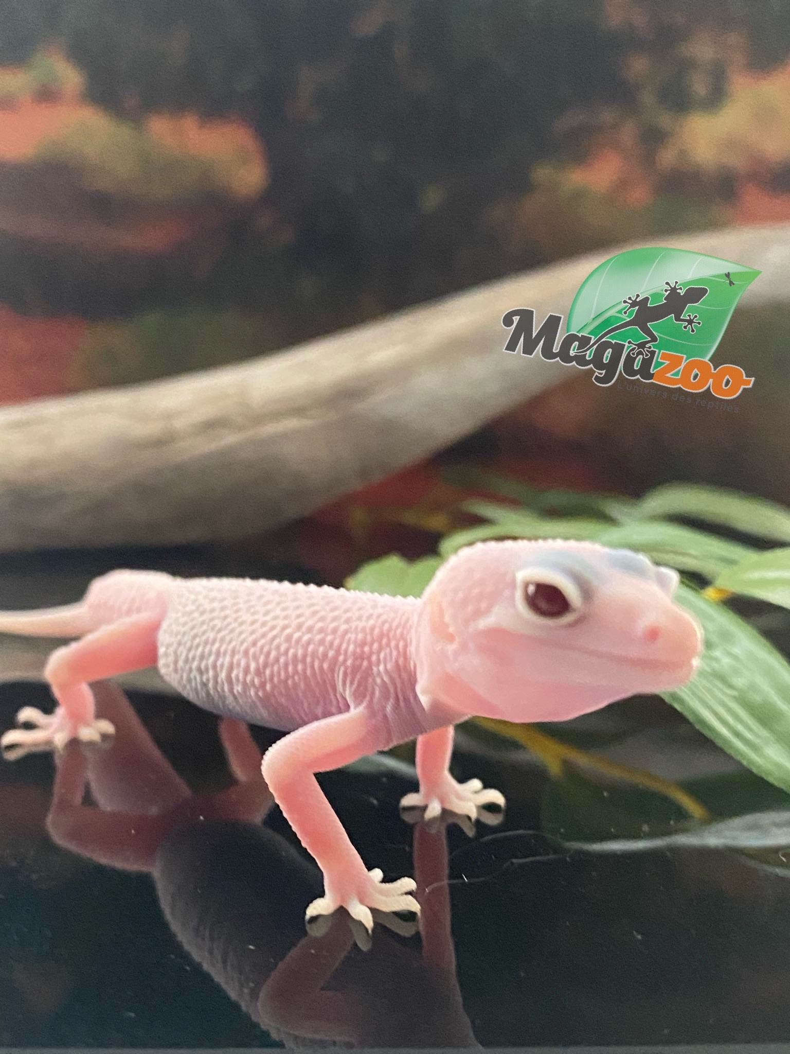 Magazoo Macksnow Diablo Blanco Leopard gecko 05/01/24 male #35 (SPECIAL ORDER)