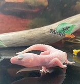 Magazoo Gecko léopard Macksnow Diablo Blanco 01/05/24 mâle #35 (EN COMMANDE SPÉCIAL)