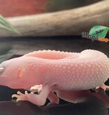 Magazoo Macksnow Diablo Blanco Leopard gecko 05/01/24 male #35 (SPECIAL ORDER)