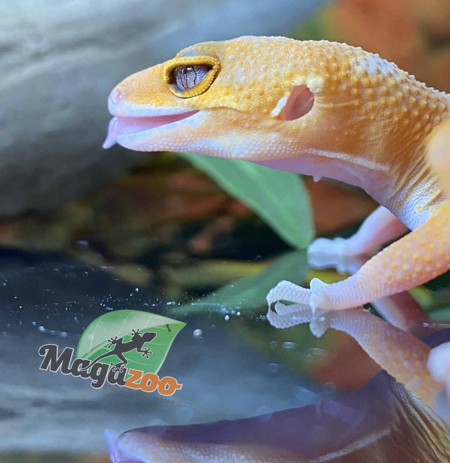 Magazoo Light Blacknight Leopard gecko 05/01/24 male #34 (SPECIAL ORDER)