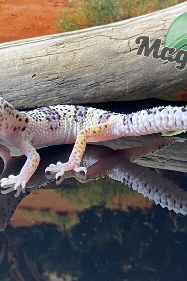 Magazoo Macksnow Leopard gecko 05/17/24 female #75 (SPECIAL ORDER)