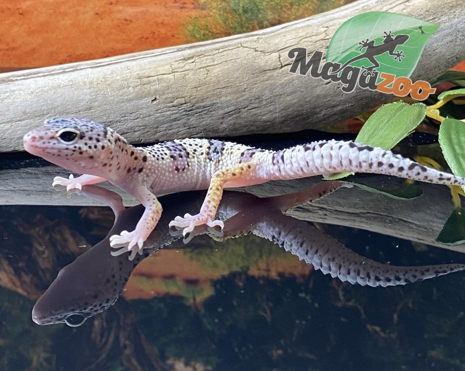 Magazoo Macksnow Leopard gecko 05/17/24 female #75 (SPECIAL ORDER)