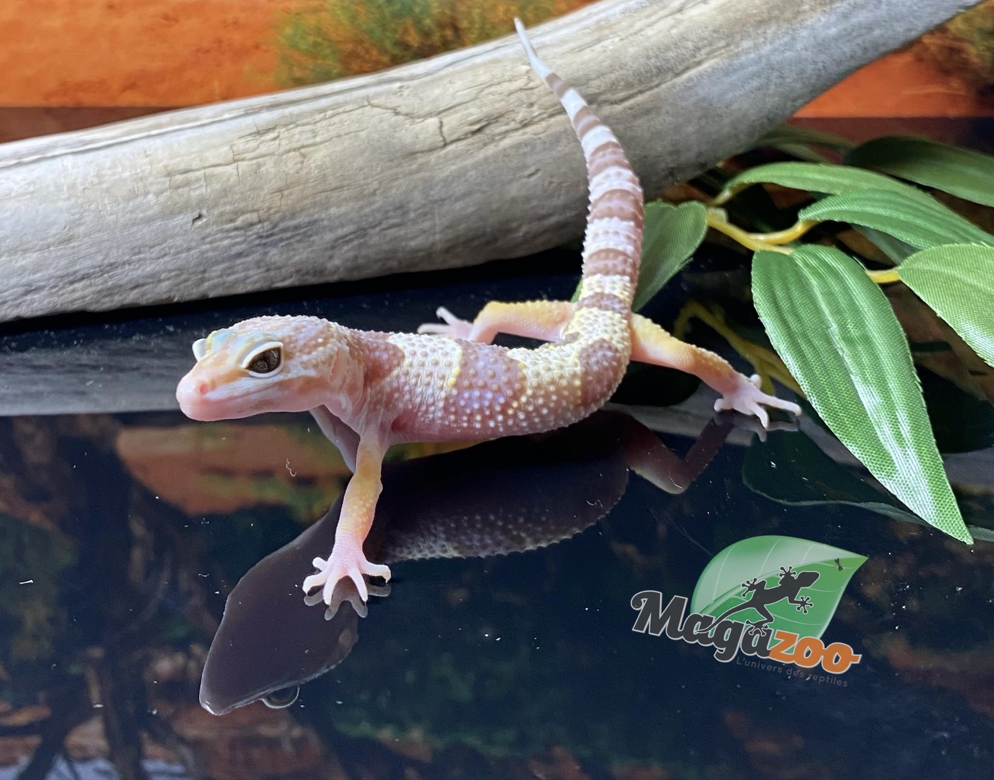 Magazoo Gecko léopard Tremper Albino 17/05/24 femelle #74 (EN COMMANDE SPÉCIAL)